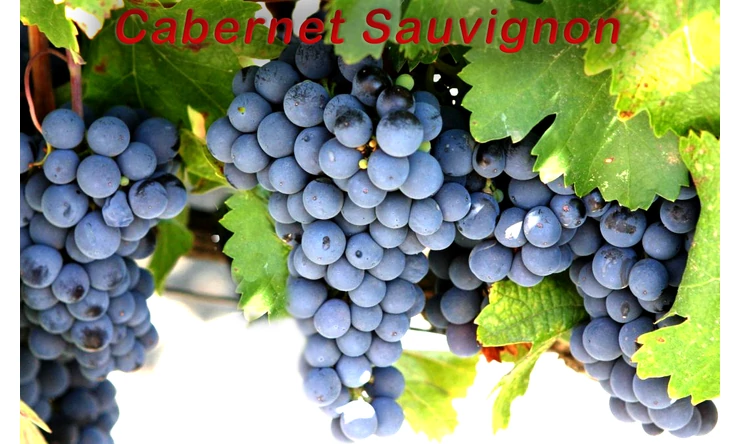 Cabernet Sauvignon